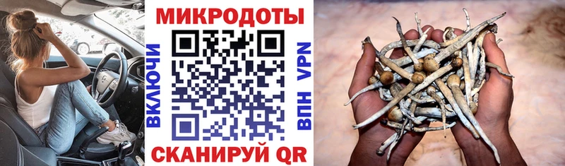 mega вход  Багратионовск  Псилоцибиновые грибы мицелий 